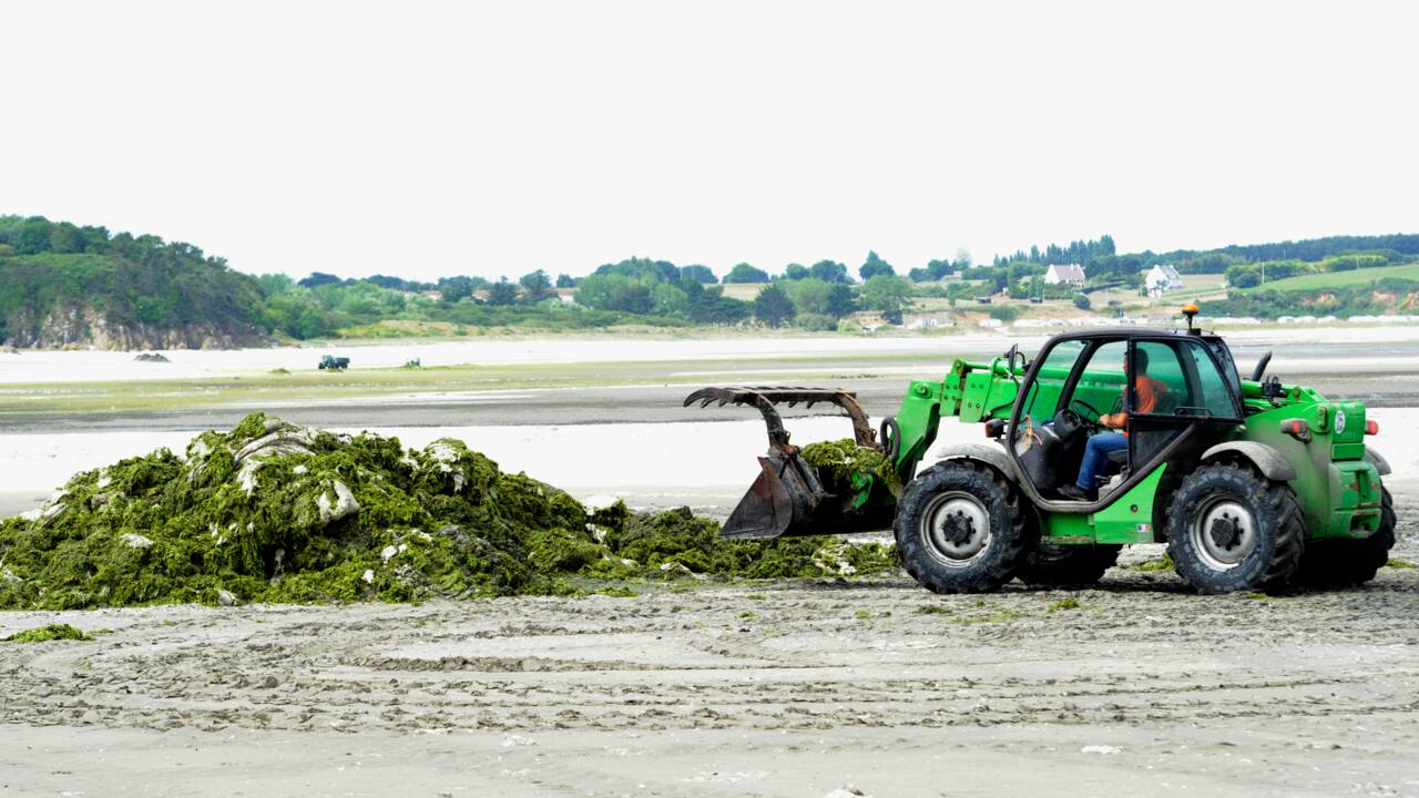 Algues vertes en Bretagne : l'Etat condamné à verser plus de 500 000 euros à Saint-Brieuc