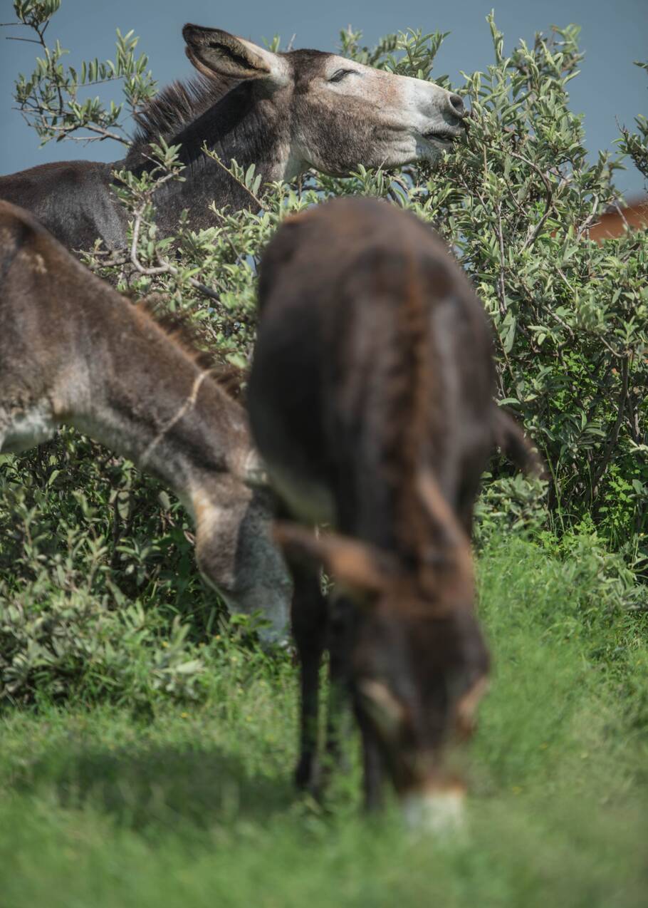 Après l'ivoire, la peau des ânes africains au coeur d'un trafic meurtrier