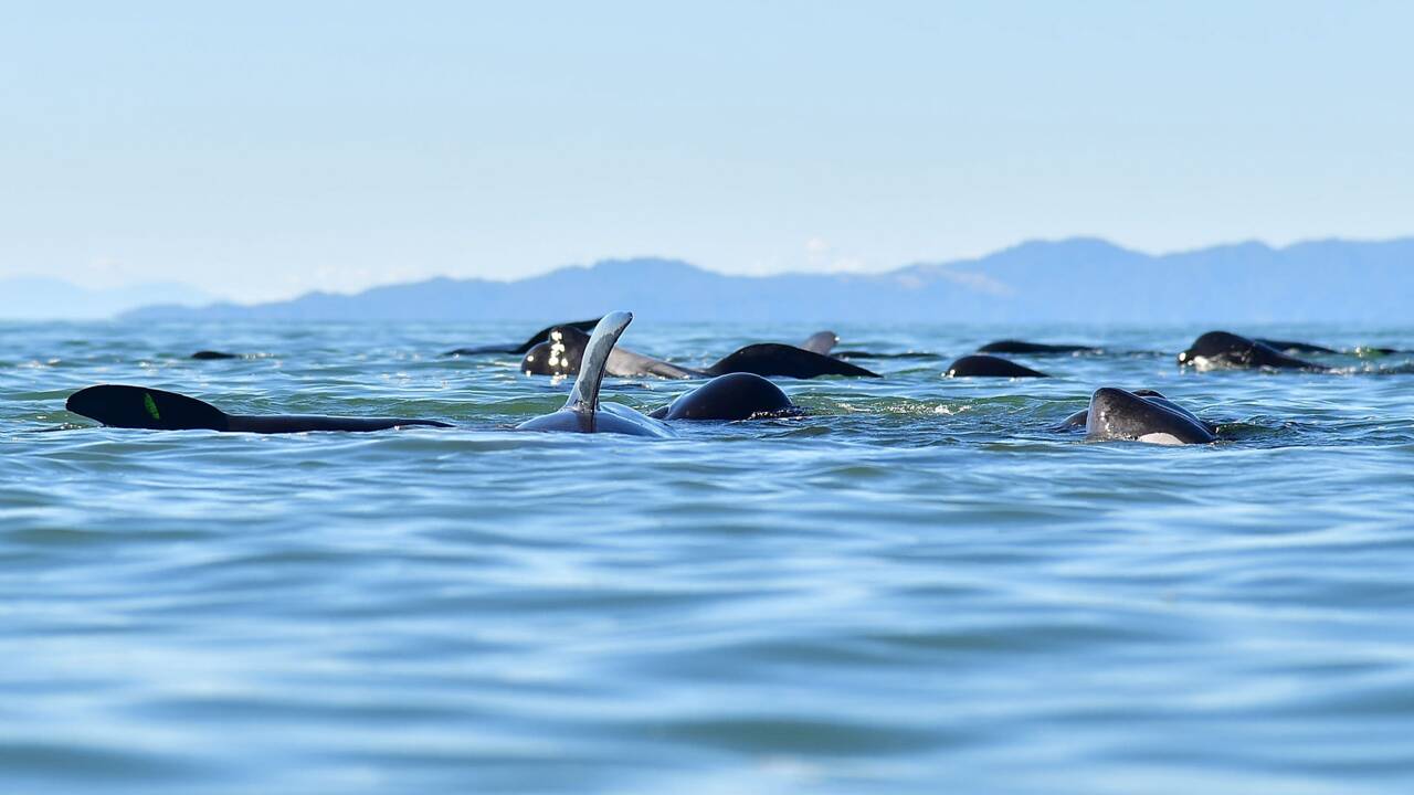 Bébé baleine chuchote pour échapper aux prédateurs