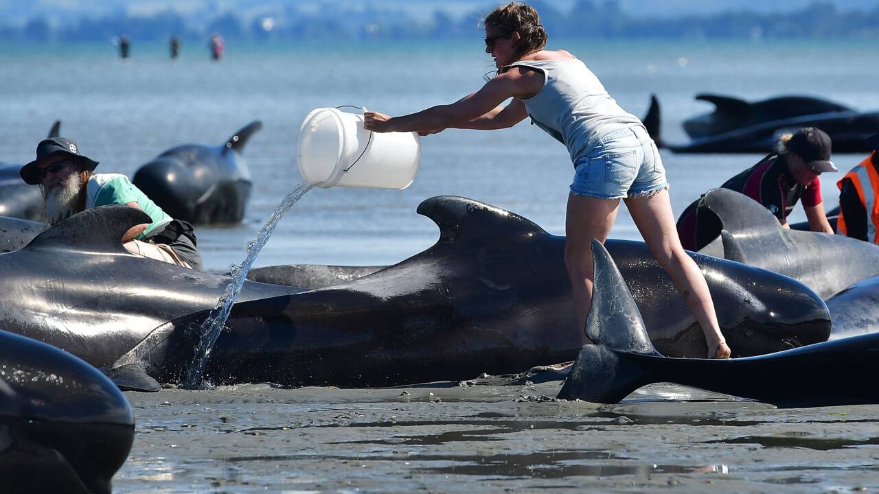 Nouvelle-Zélande: nouvel échouage de dauphins-pilotes