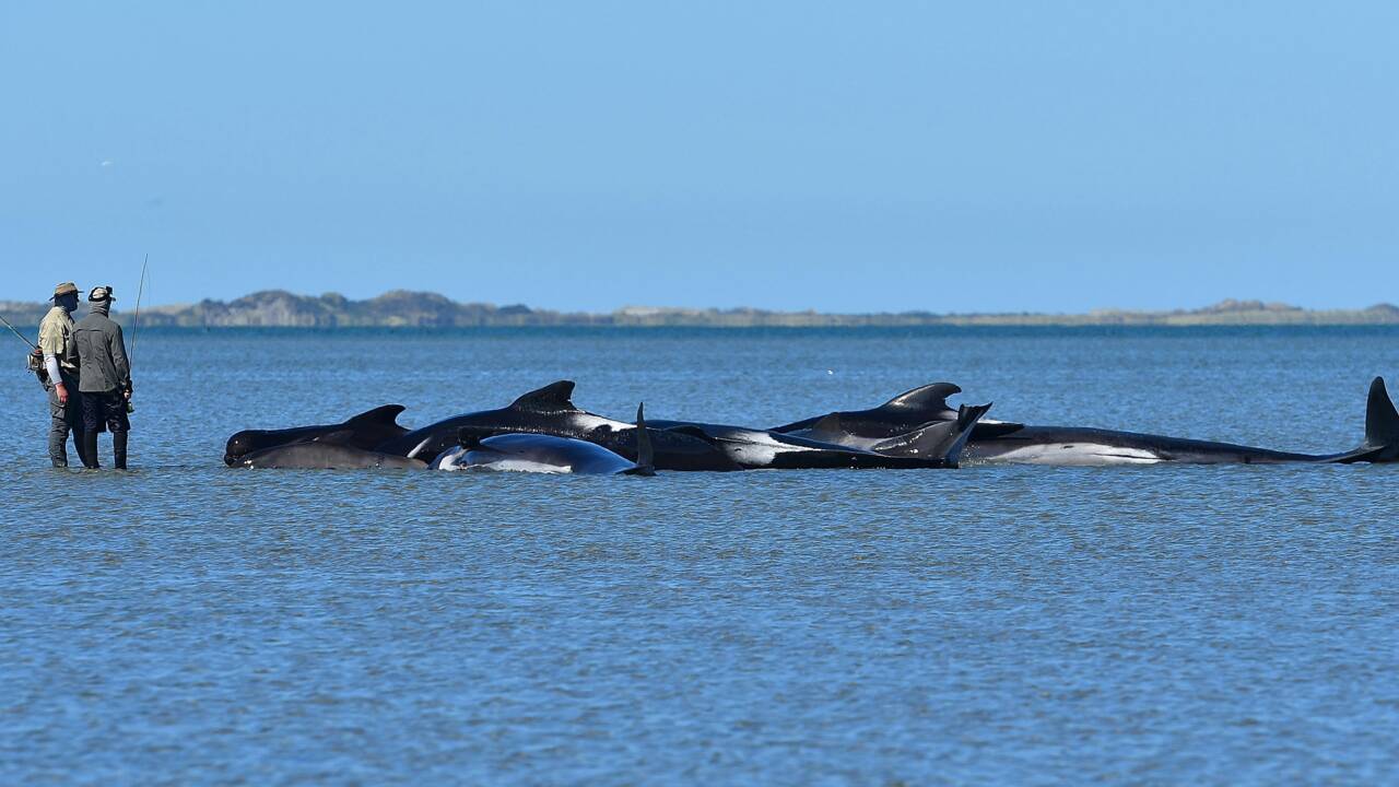 Nouvelle-Zélande: les dauphins-pilotes échouées regagnent le large