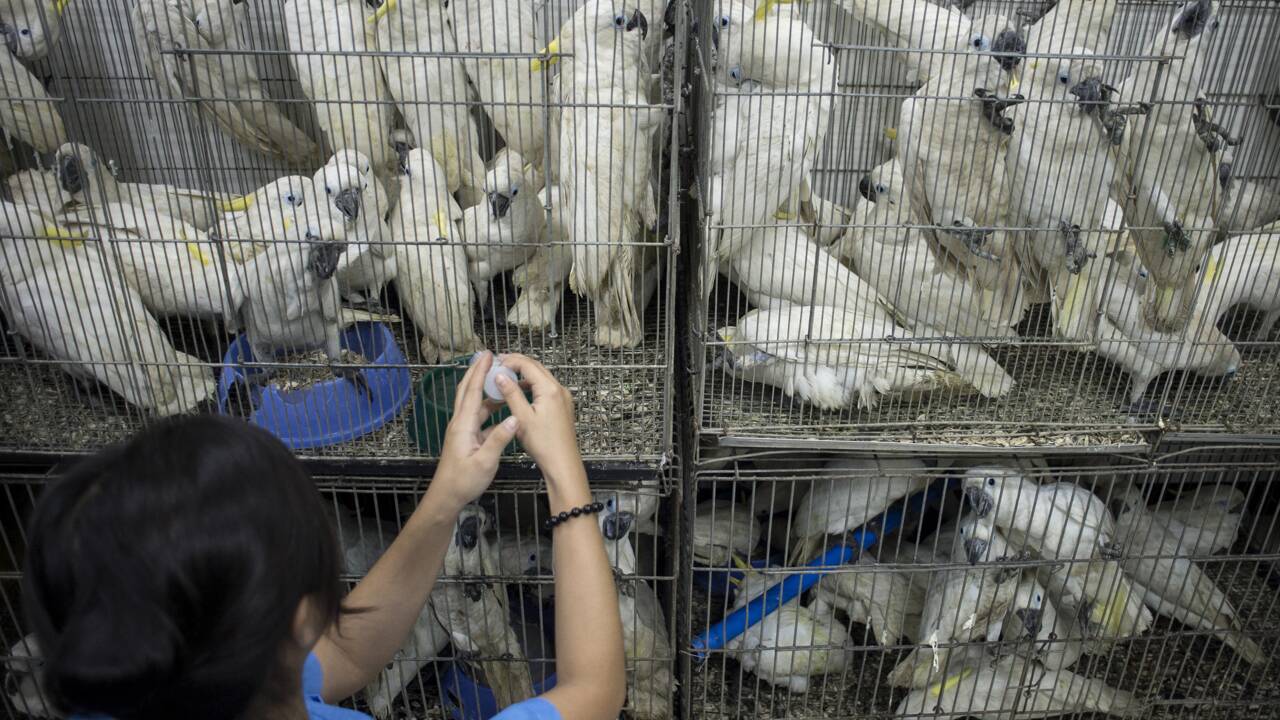 Des centaines d'animaux de contrebande saisis aux Philippines