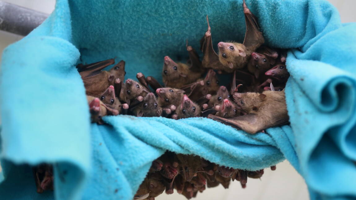 Les Chauves Souris Apprennent A Crier Avec Leur Colonie Pas Leur Mere Geo Fr