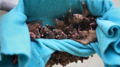 Chez Ces Chauves Souris Les Petits Babillent Comme Les Bebes Humains Geo Fr