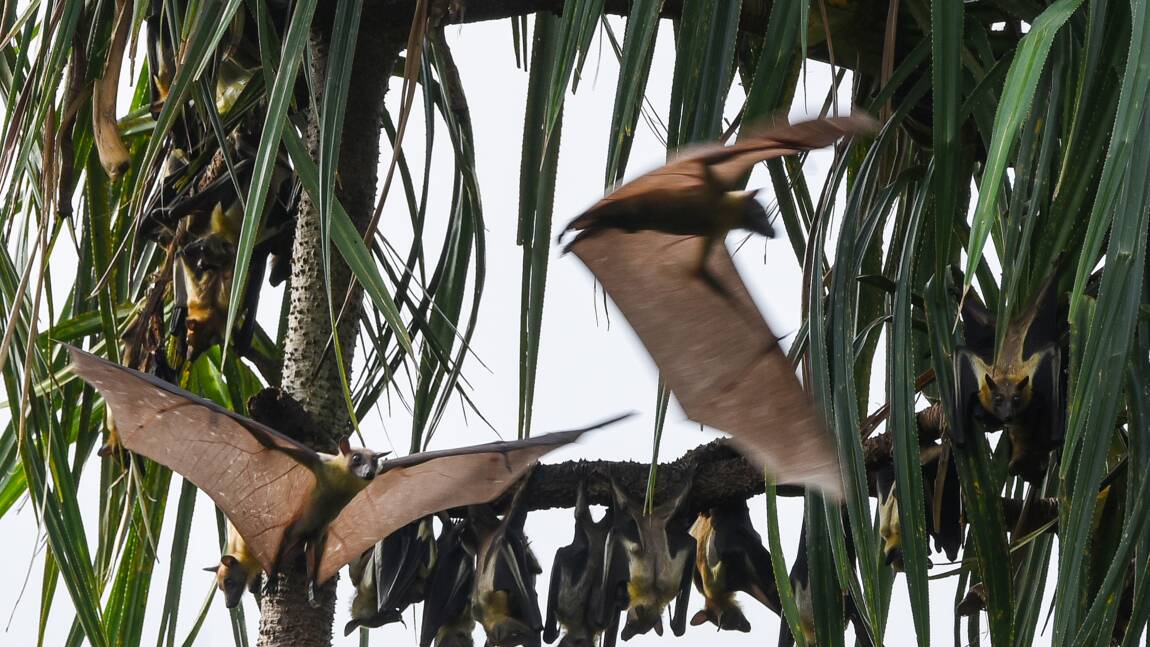 Côte d'Ivoire: chauves-souris, varans... et canons aux îles Ehotilé