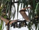 Côte d'Ivoire: chauves-souris, varans... et canons aux îles Ehotilé