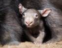 Les morsures aux fesses, la clé de la survie des wombats en Australie?
