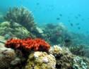 Philippines: un projet de parc à thème sous-marin à Palawan