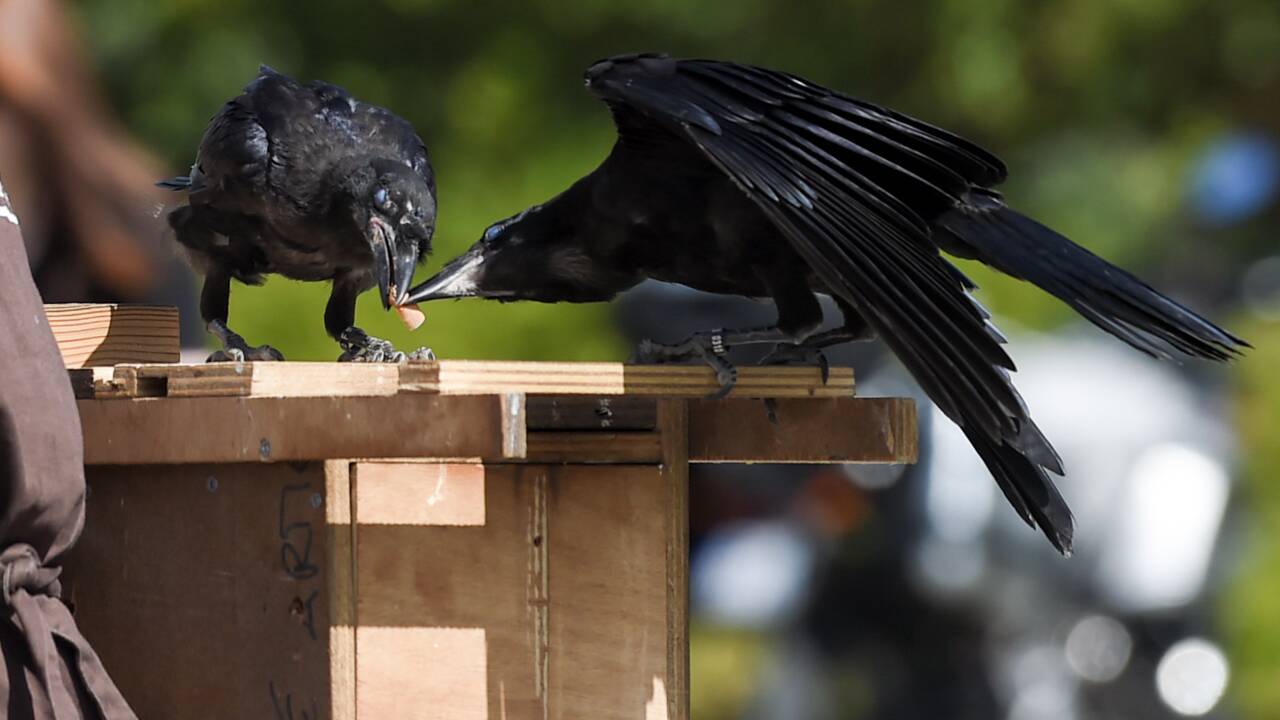Puy du fou: des corbeaux ramasseurs de mégots entrent en action