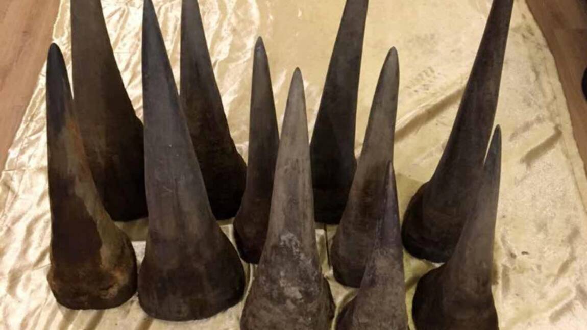 Des cornes de rhinocéros transformées en bijoux par des trafiquants