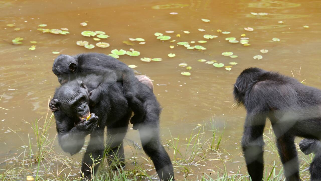 Génomes: les chimpanzés et bonobos se sont croisés dans le passé