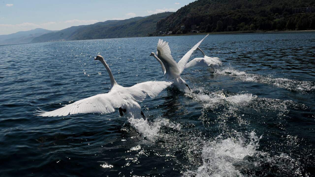 Macédoine : menaces sur Ohrid, le plus vieux lac d'Europe