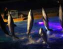 La reproduction des dauphins et orques en captivité interdite en France