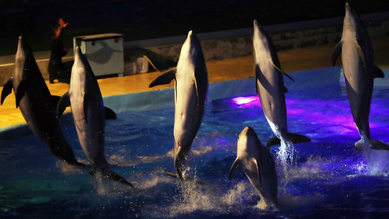 La reproduction des dauphins et orques en captivité interdite en France