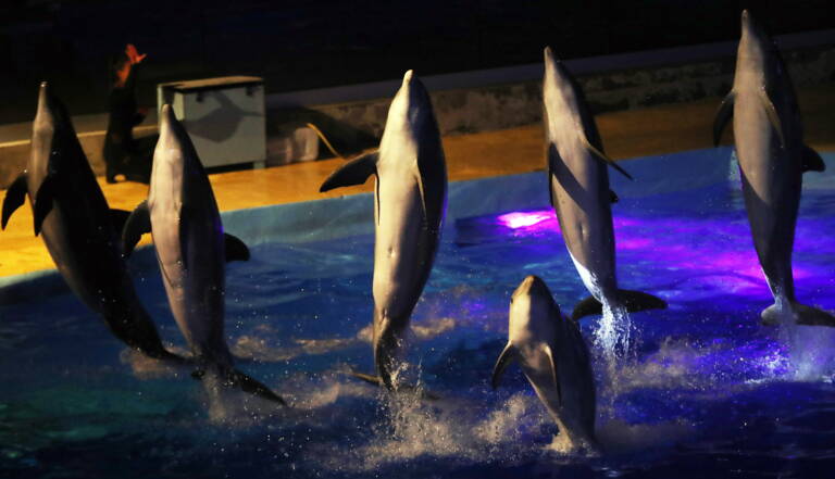 reproduction des dauphins en captivite decision mardi du conseil d etat geo fr