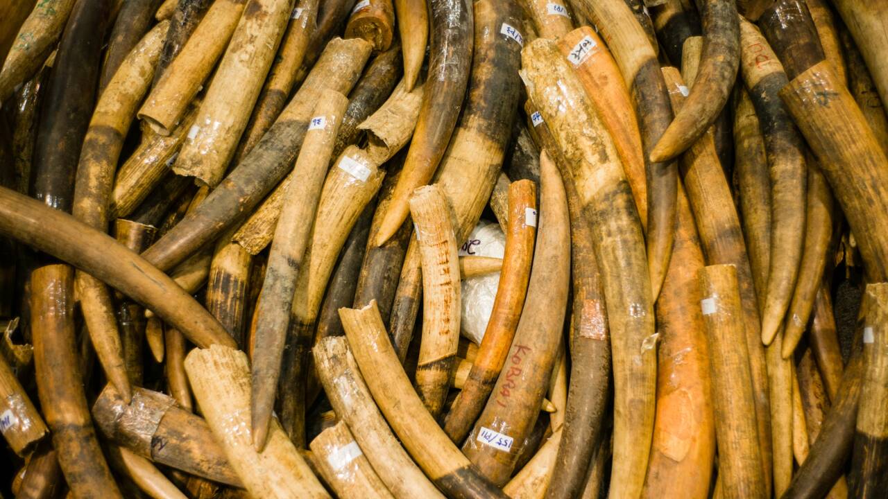 La galerie marchande Rakuten interdit la vente d'ivoire d'éléphant