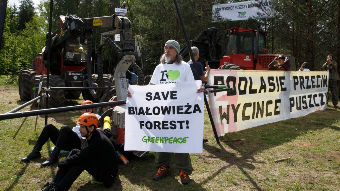 Pologne: des écologistes bloquent la coupe des arbres à Bialowieza