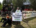Pologne: des écologistes bloquent la coupe des arbres à Bialowieza