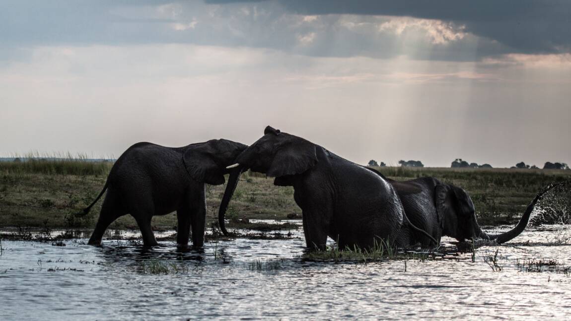 Neuf éléphants en cavale meurent électrocutés au Botswana