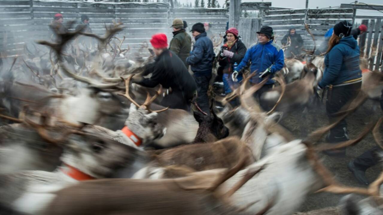La périlleuse transhumance des rennes en Laponie suédoise