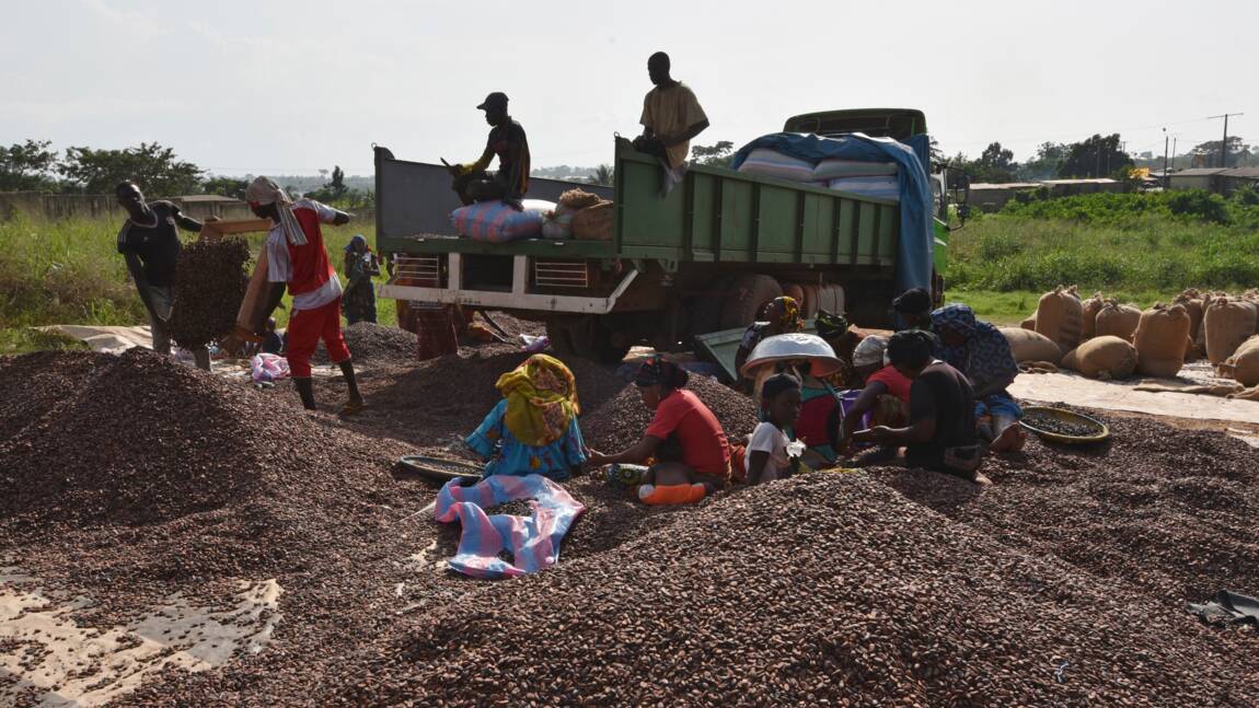 Côte d'Ivoire: une ONG dénonce la déforestation due à la cacaoculture