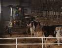 En Chine, les fermes sont déjà passées aux 10.000 vaches