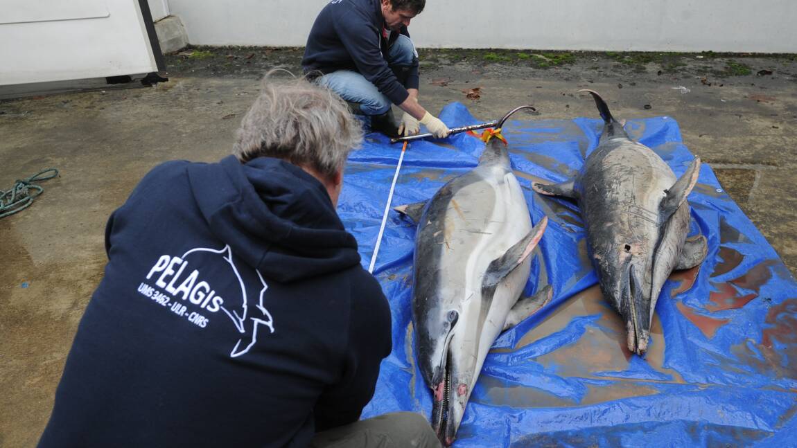 Pêche: des répulsifs acoustiques pour empêcher la capture accidentelle de dauphins