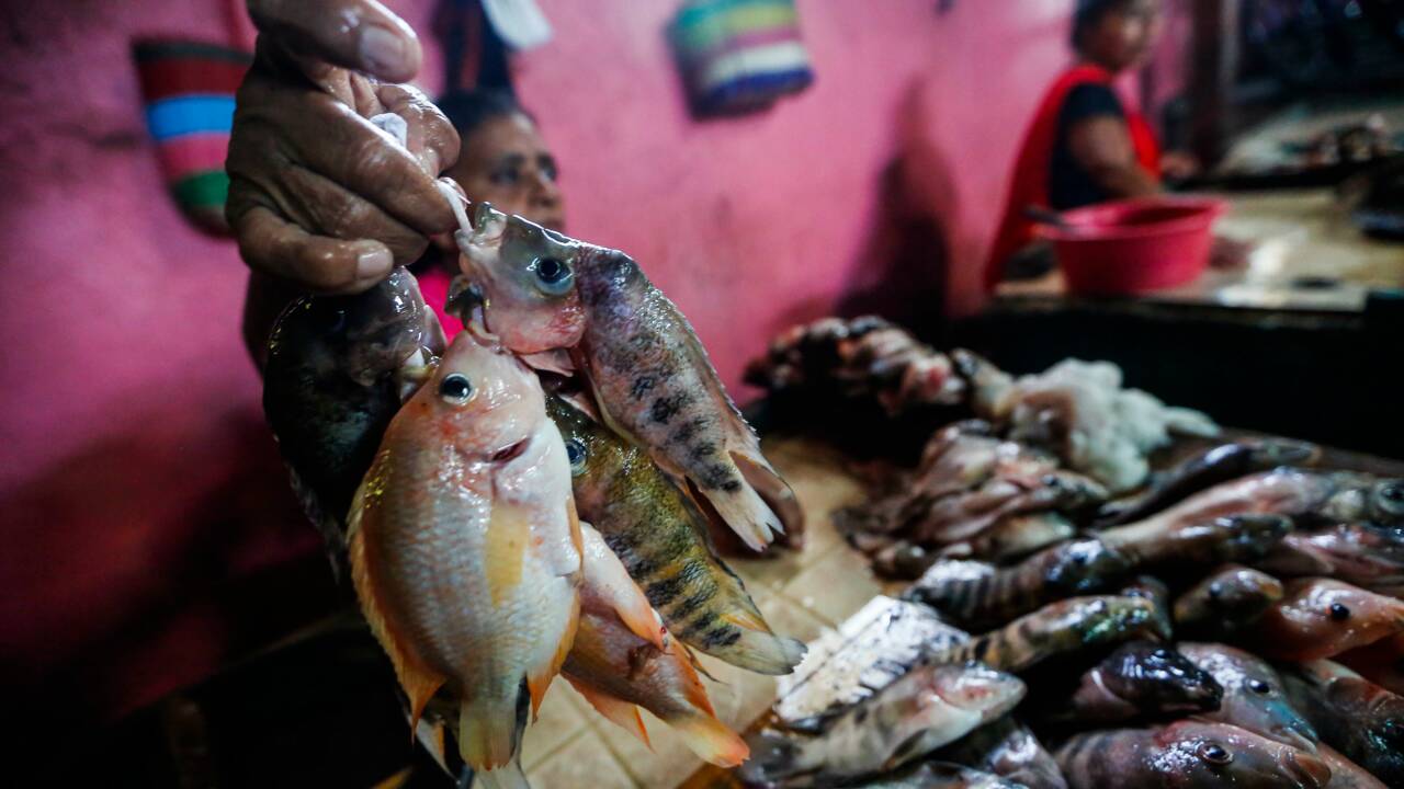 Au Nicaragua, des habitants réduits à manger le poisson d'un lac pollué