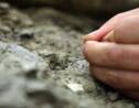 Des fossiles de 3,5 milliards d'années, plus vieille trace confirmée de vie terrestre
