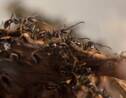 Des fourmis "agricultrices" bien avant l'Homme