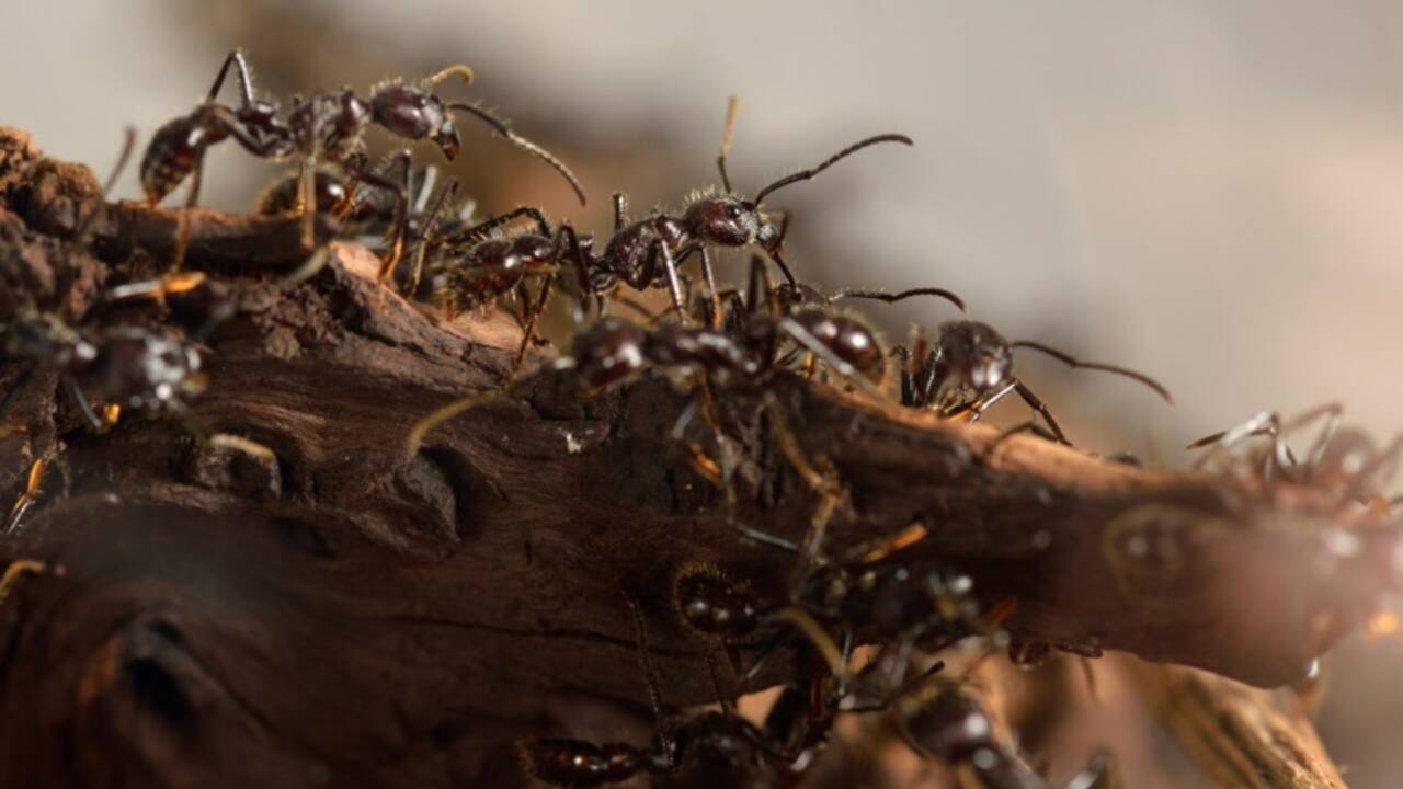 Des fourmis "agricultrices" bien avant l'Homme