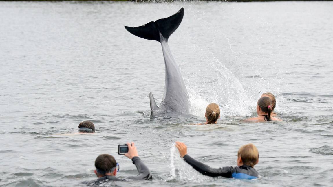 Nager avec les dauphins? Danger pour les cétacés, alertent des associations