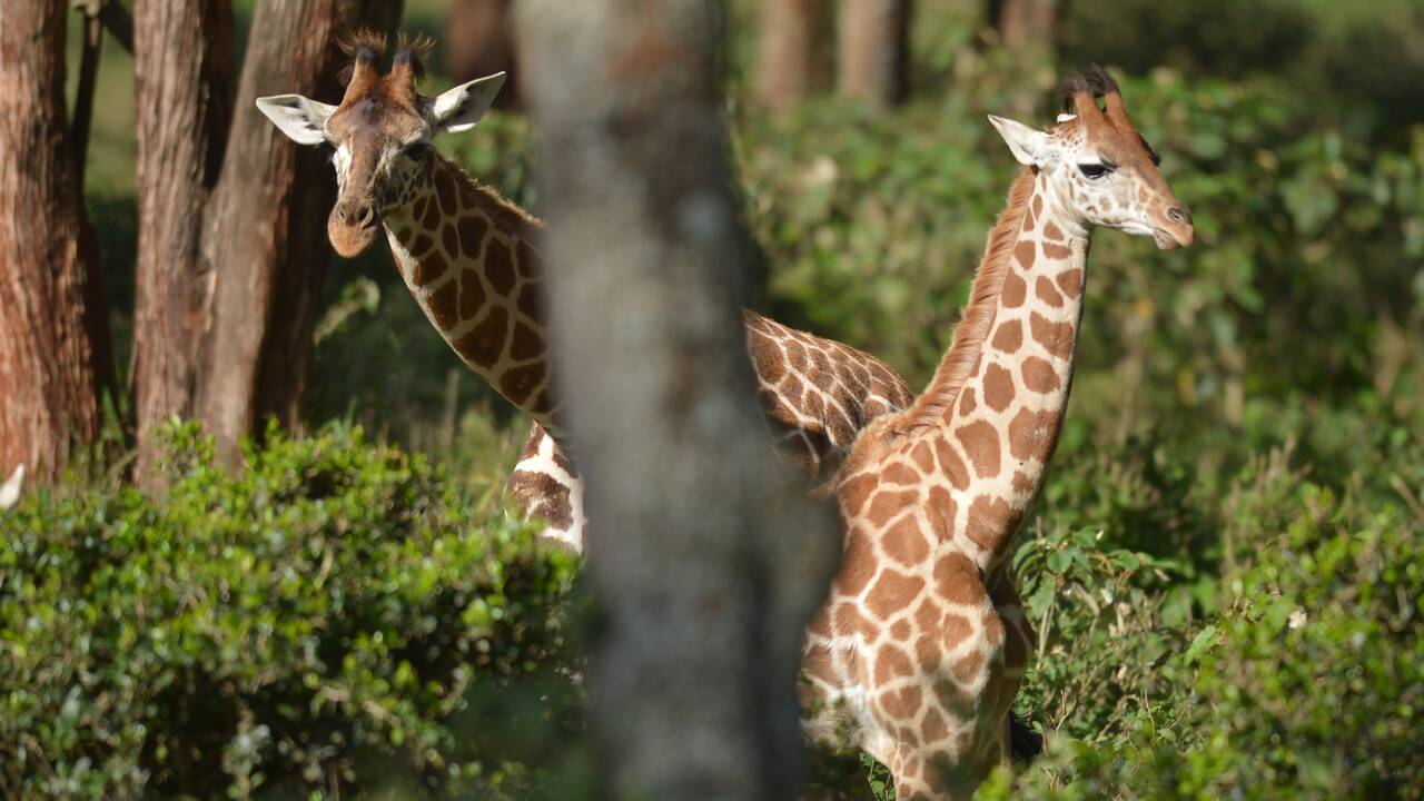 En Afrique, la girafe entame une bataille pour sa survie