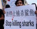 Un navire chinois intercepté dans les Galapagos transportait plus de 6.000 requins