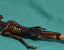 Le squelette du désert d'Atacama était une fille (étude)