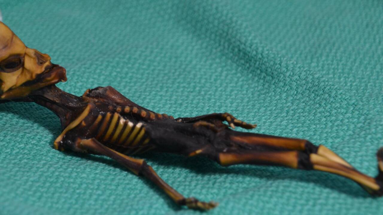 Le squelette du désert d'Atacama était une fille (étude)