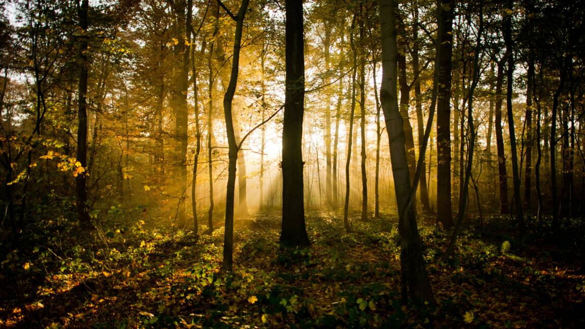 Pologne : le ministre autorise l'abattage d'arbres, on coupe chez lui