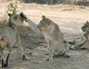 Inde : hausse du nombre de lions d'Asie, espèce menacée
