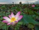 En Thaïlande, le retour miraculeux des lotus sacrés
