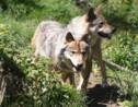 Le loup reste une espèce menacée en France pour l'UICN
