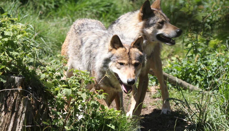 Calendrier 2023 Loup Les Principaux Points Du Plan Loup 2018-2023 - Geo.fr