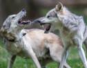 Loup: les abattages autorisés divisent les scientifiques