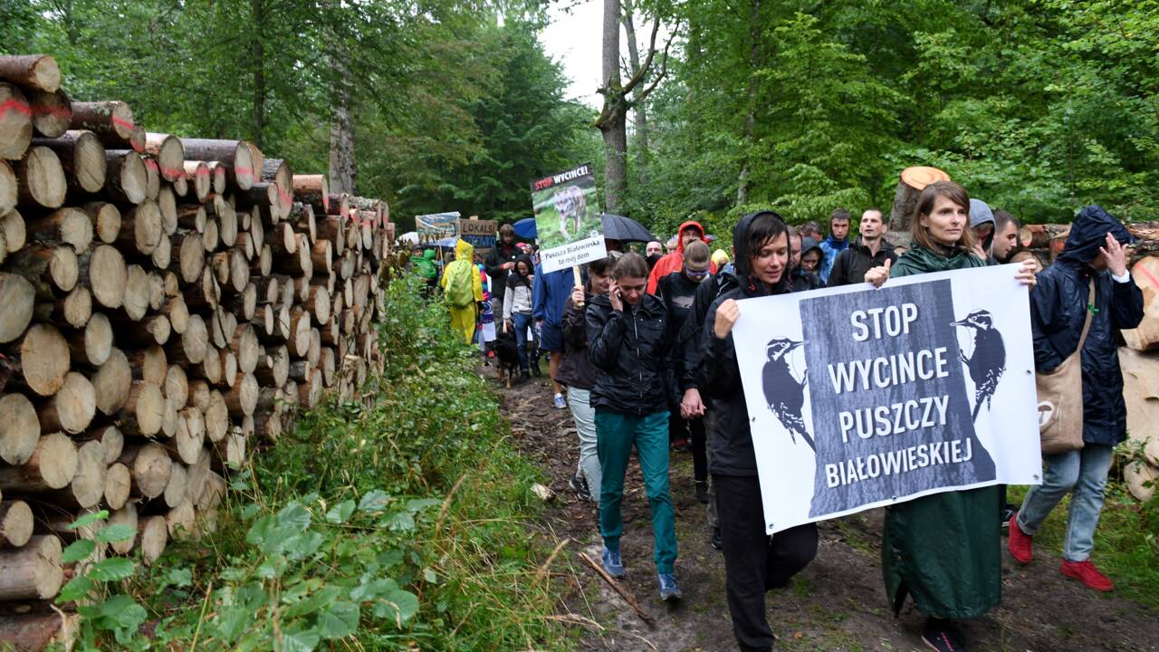 Pologne: Greenpeace renforce ses effectifs pour freiner les coupes dans la forêt de Bialowieza