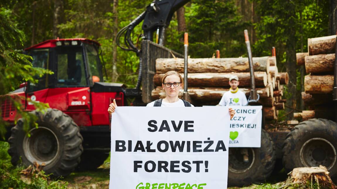 Forêt de Bialowieza : des écologistes s'enchaînent aux engins pour empêcher la coupe