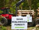 Forêt de Bialowieza : des écologistes s'enchaînent aux engins pour empêcher la coupe