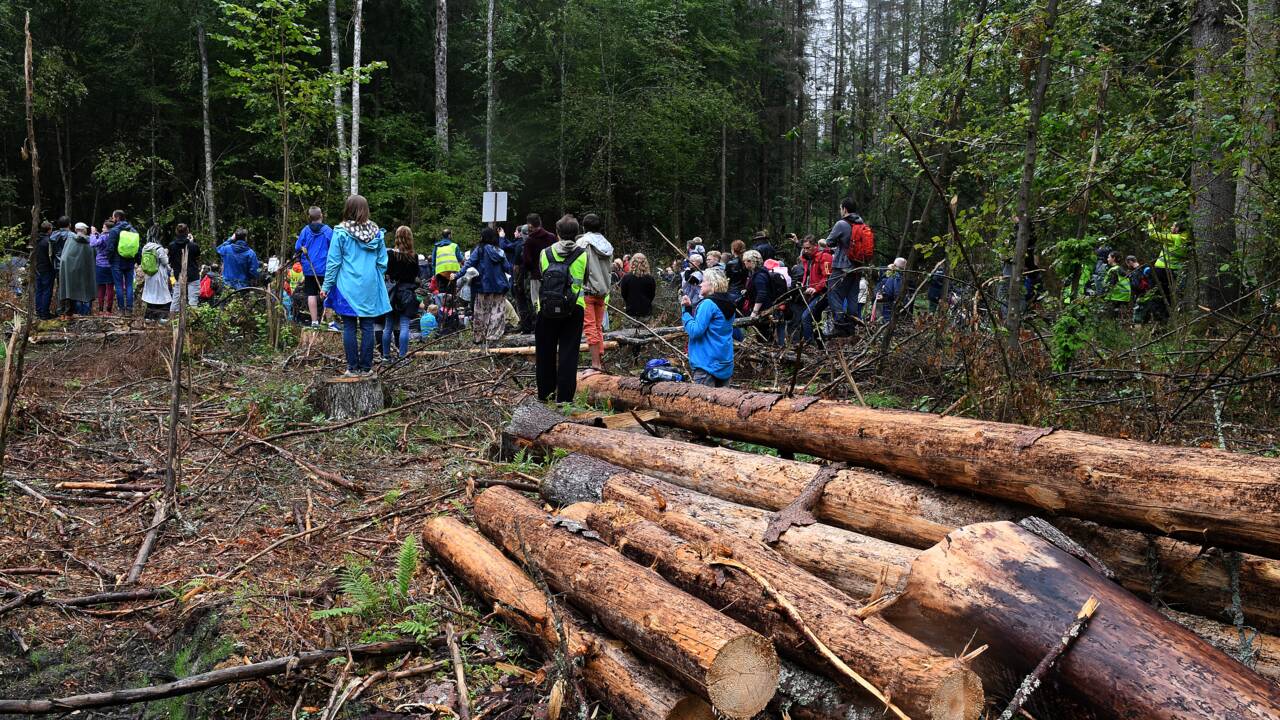 UE: la Pologne condamnée pour ses coupes dans la forêt de Bialowieza