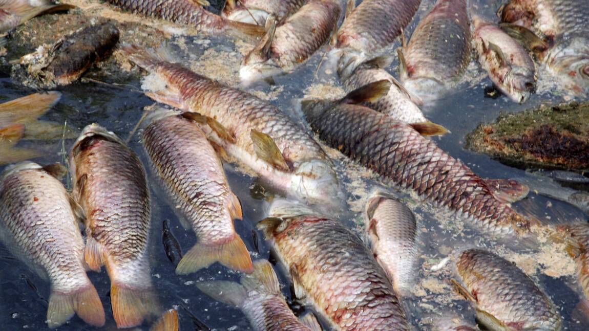 Des milliers de poissons asphyxiés par un rejet du géant sucrier Tereos