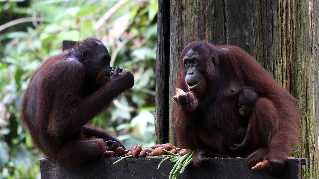 Pour sauver l'orang-outan, l'industrie doit produire une huile de palme plus durable