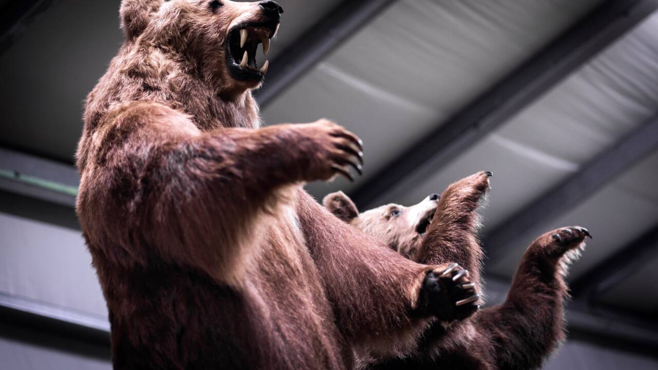 Russie: des contrebandiers arrêtés avec une tonne de pattes d'ours