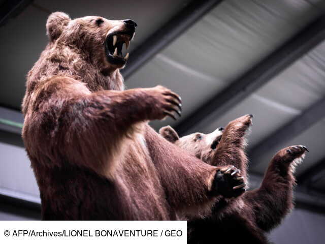 Russie Des Contrebandiers Arretes Avec Une Tonne De Pattes D Ours Geo Fr Russie Des Contrebandiers Arretes Avec Une Tonne De Pattes D Ours Geo Fr